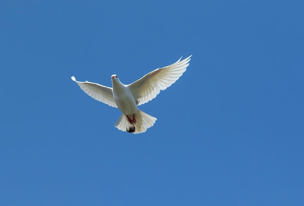 Witte veerduif die tegen duidelijke blauwe hemel vliegt