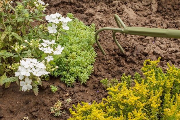 Witte verbena bloeit in de tuin. Verbena bloemen en handhark op de achtergrond. Mooie bloeiende verbena.