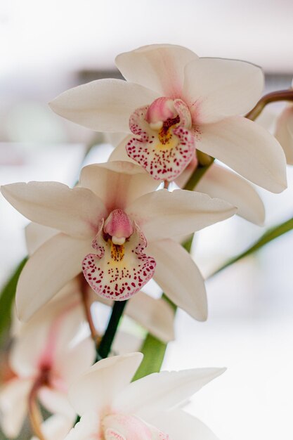 Witte verse elegante exotische bloem voor spa, aromatherapie, zen. Orhid plant voor evenement, cadeau, bruiloft, symbool van liefde.