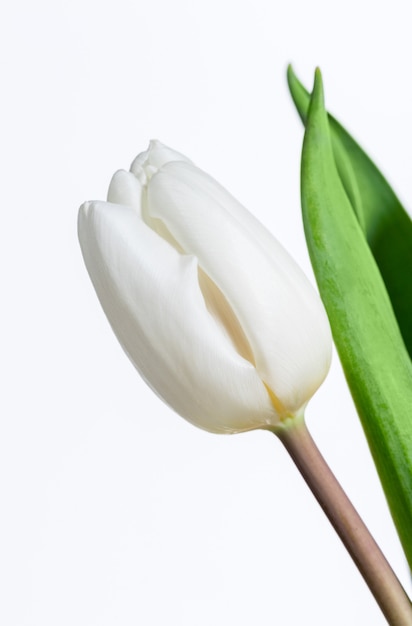 Witte verse tulp op witte achtergrond.
