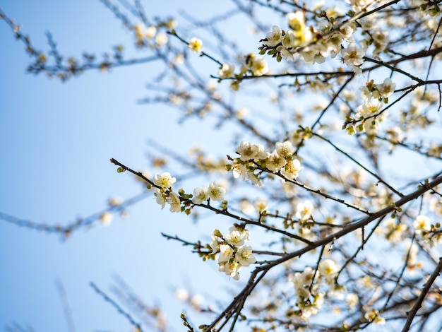 Witte Victoria Plum bloesem tegen een donkere achtergrond.