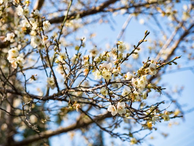 Witte Victoria Plum bloesem tegen een donkere achtergrond.