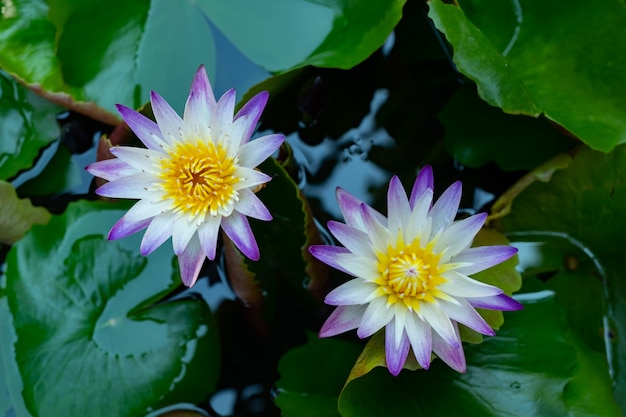 Witte violette lotusbloem in huistuin