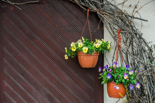 Witte viooltjes bloemen in een hangende pot