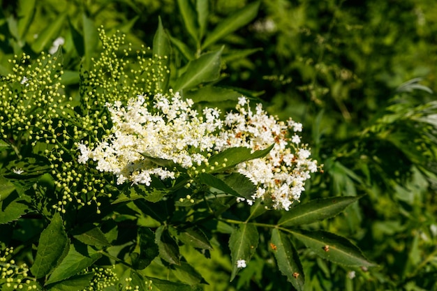 Witte vlierbloesem Sambucus nigra