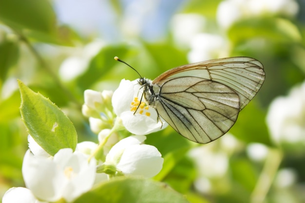 Witte vlinder Aporia crataegi op de bloem