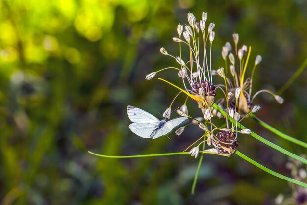 Foto witte vlinder een witte vlinder vliegt naar een bloem in een zomerweide vlinder vliegproces c...