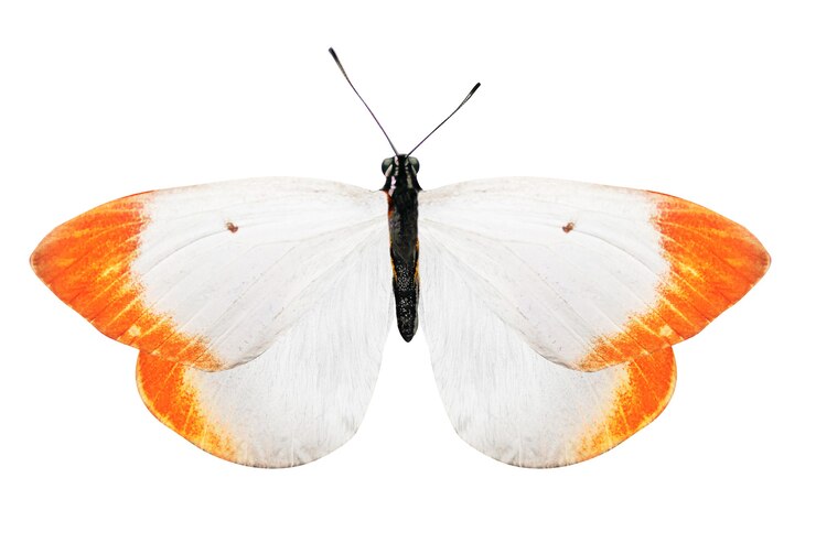 Witte vlinder met oranje vlekken op de vleugels op wit wordt geïsoleerd