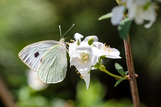 Witte vlinder op een bloem