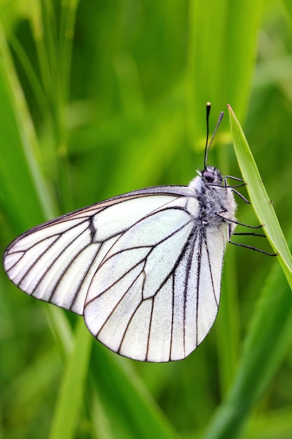 Witte vlinder op groen gras