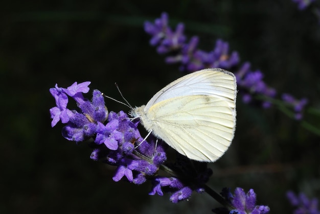 Witte vlinder zittend op lavendel