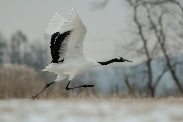 Witte vogel die in de winter over het land vliegt