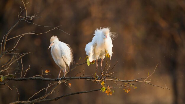 Witte vogel die op een tak zit