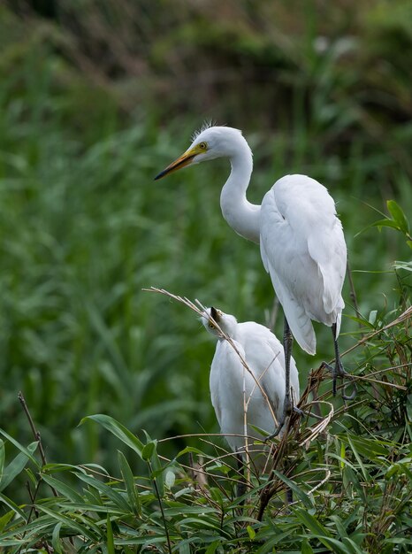 Foto witte vogel op een plant