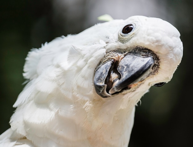 witte vogel papegaai kaketoe hoofd