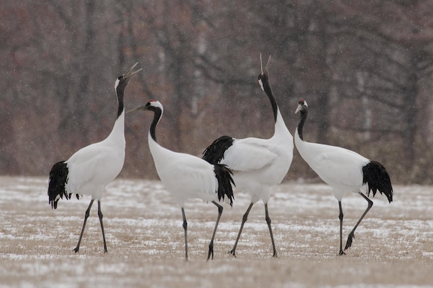 Witte vogels die in de winter op het land zitten