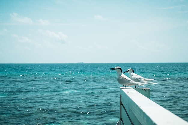 witte vogels met zee op de Malediven