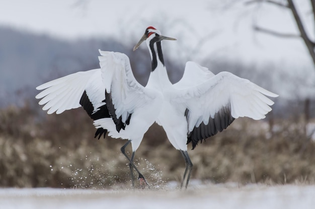 Witte vogels vliegen over het meer.