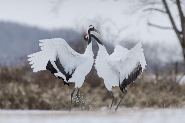 Witte vogels vliegen over het meer.