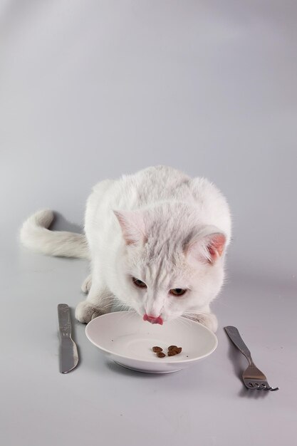 Witte volwassen kat wacht om gevoed te worden van een geserveerd bord