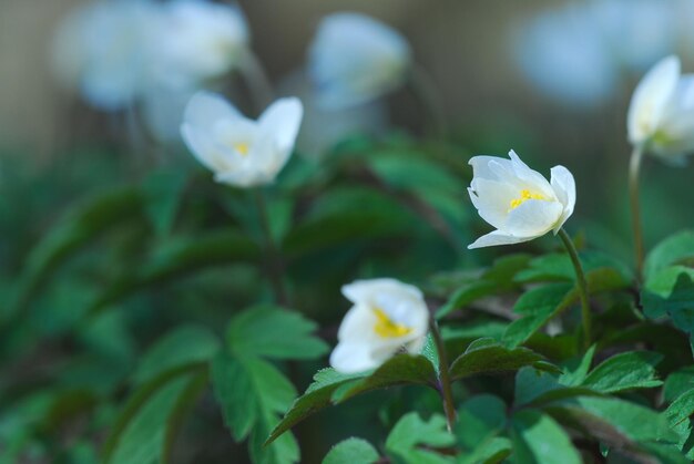 witte voorjaarsbloemen