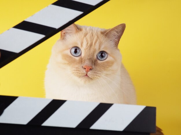 Witte vrolijke kat kijkt door Clapperboard op een gele achtergrond.