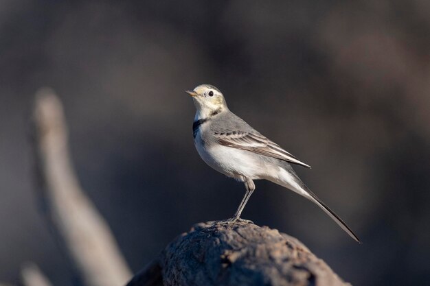 Witte wagstaart Motacilla alba Malaga Spanje