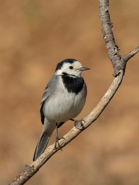 Witte wagstaart Motacilla alba Malaga Spanje