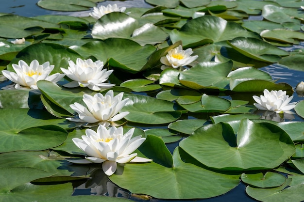 Witte waterlelie lotus bloeiend