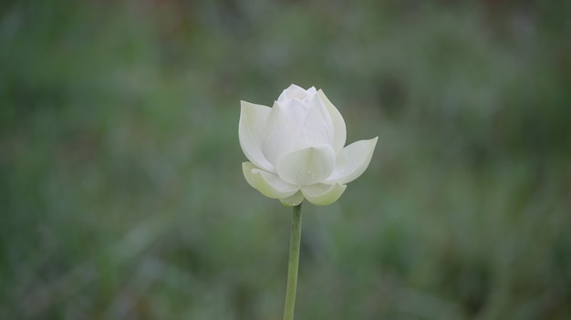 Witte waterlelie met gele meeldraden in volle bloei in een vijver in de zomer.