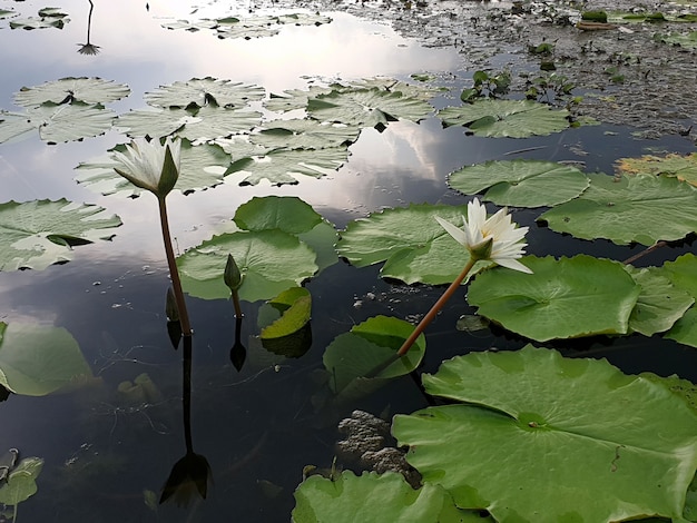 Witte waterlelie of lotusbloem in de vijver