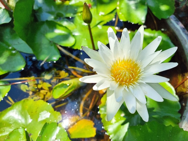 Witte waterlelie of lotusbloem met groen blad in de vijver