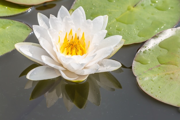 Witte waterlelie of lotusbloembloem.