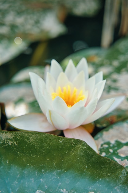 Witte waterlelie onder groene gebladerte close-up lotusbloem met gele meeldraden prachtige fauna van vijver