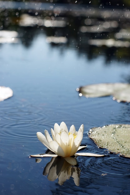 Witte waterlelie wordt weerspiegeld op het wateroppervlak van een bosmeer, bloemenconcept