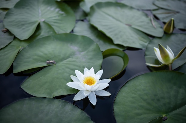 Witte waterleliebloem tussen de bladeren