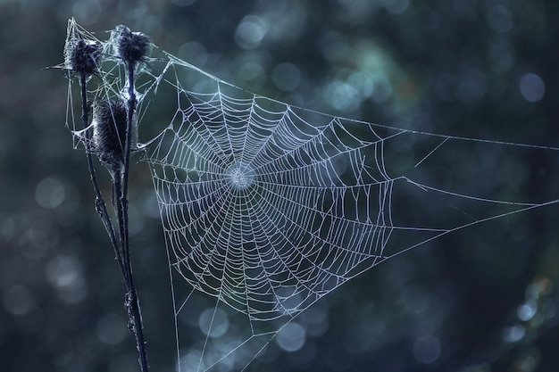 Witte web op donkere achtergrond 's nachts met maanlicht