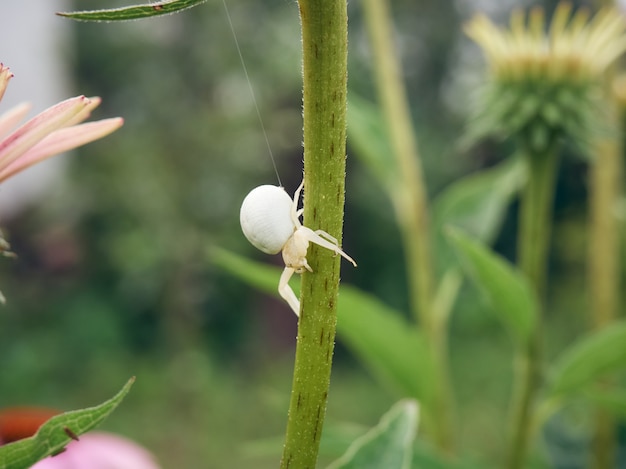 Witte weduwe spin op groene stam met spinnenweb