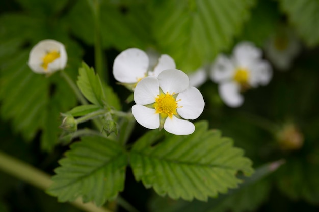 Witte wilde aardbeienbloemen en groene bladeren zomer bloemen achtergrond