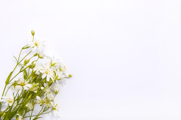 Witte wilde bloemen boeket op witte achtergrond Plat lag bovenaanzicht