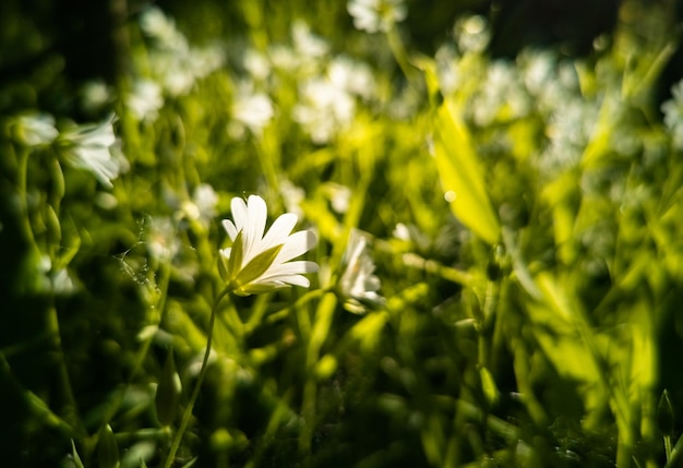 Witte wilde bloemen in groen in zonlicht close-up creatieve focus