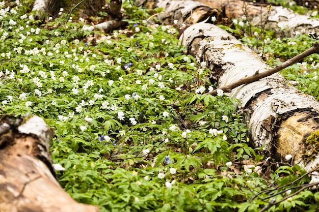 Witte wilde bloemen of Hepatica Nobilis bloeien rond houtblokken in het bos