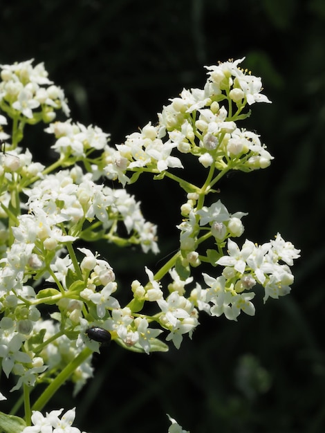 witte wilde bloemen op een zomerweide