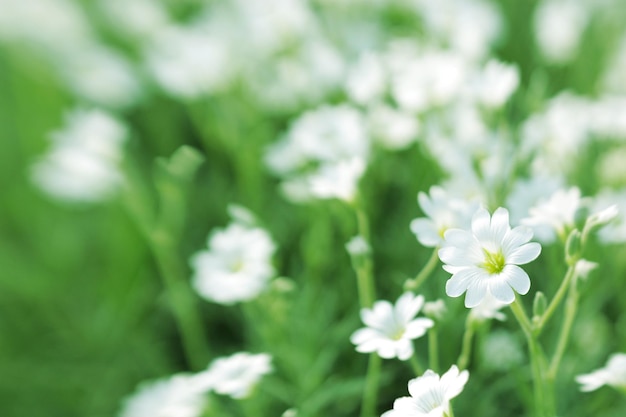 Witte wilde bloemen