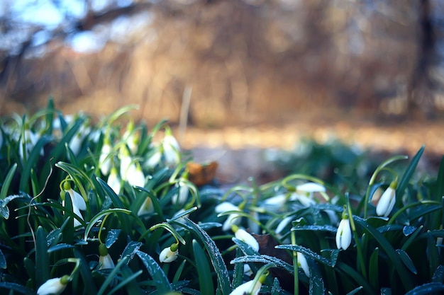 witte wilde sneeuwklokjes in het voorjaarsbos, prachtige wilde bloemen in maart