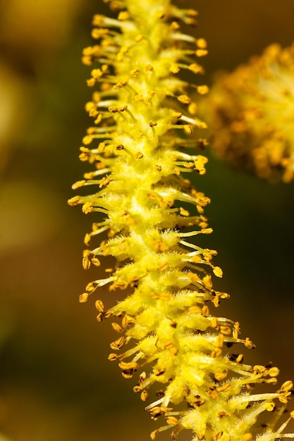 Witte wilgenbloem mannelijke kat