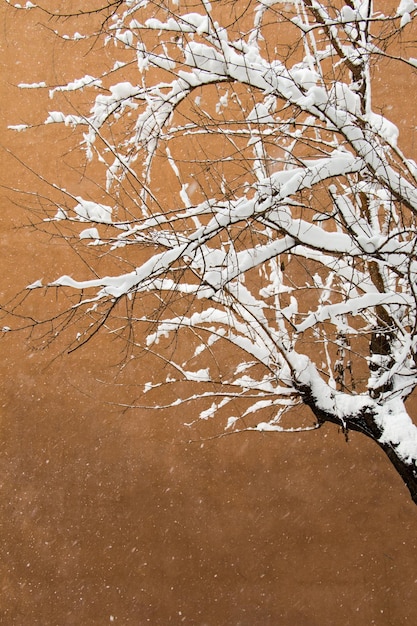 Witte winterachtergrond met besneeuwde takken