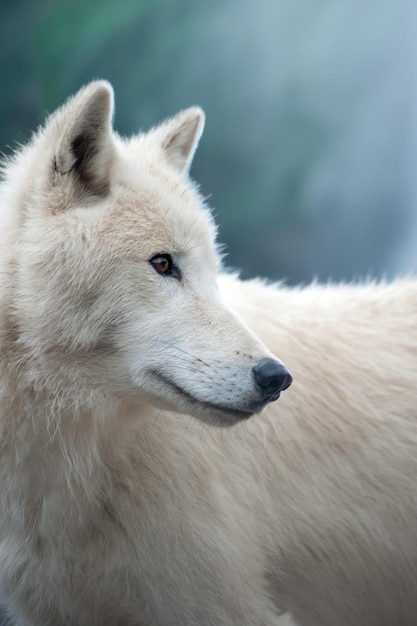 Foto witte wolf op de achtergrond van het mystieke bos