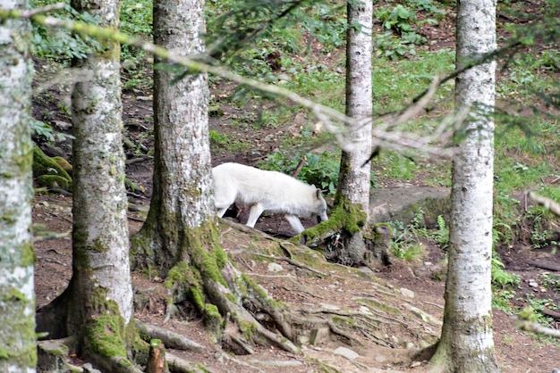 Witte wolf wandelen in het bos