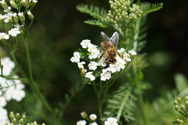 Witte wortelbloemen met bij. Achillea millefolium